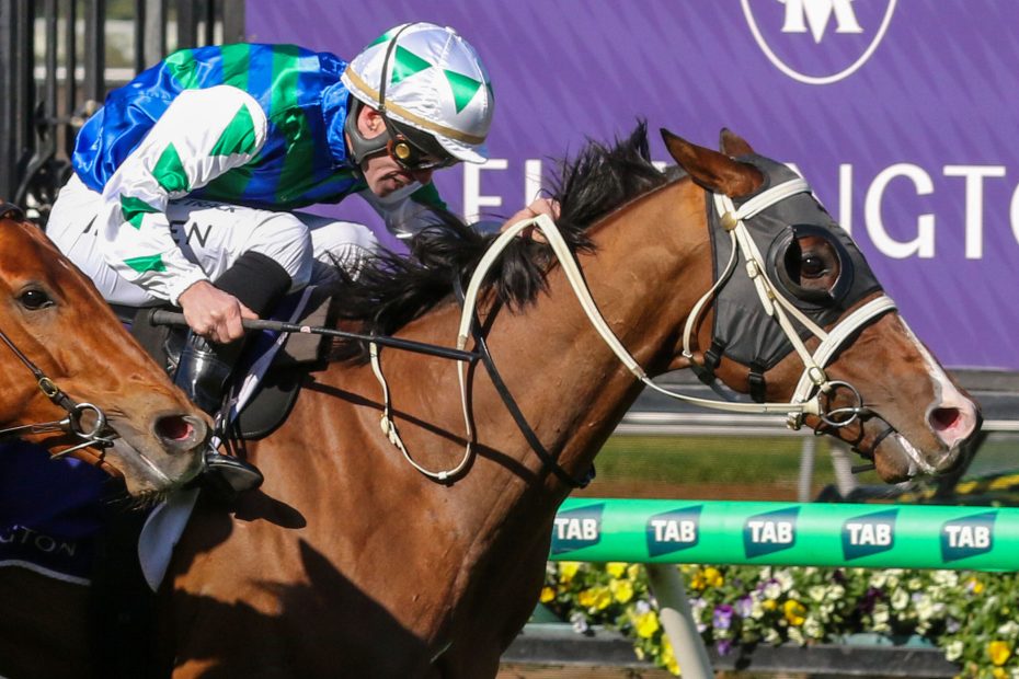 Pack of thoroughbred horses and jockeys thundering down the home straight during a TAB Vic horse race