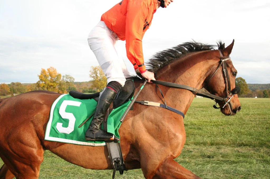 Racehorse and jockey close-up — nsw tab dividends and bet types